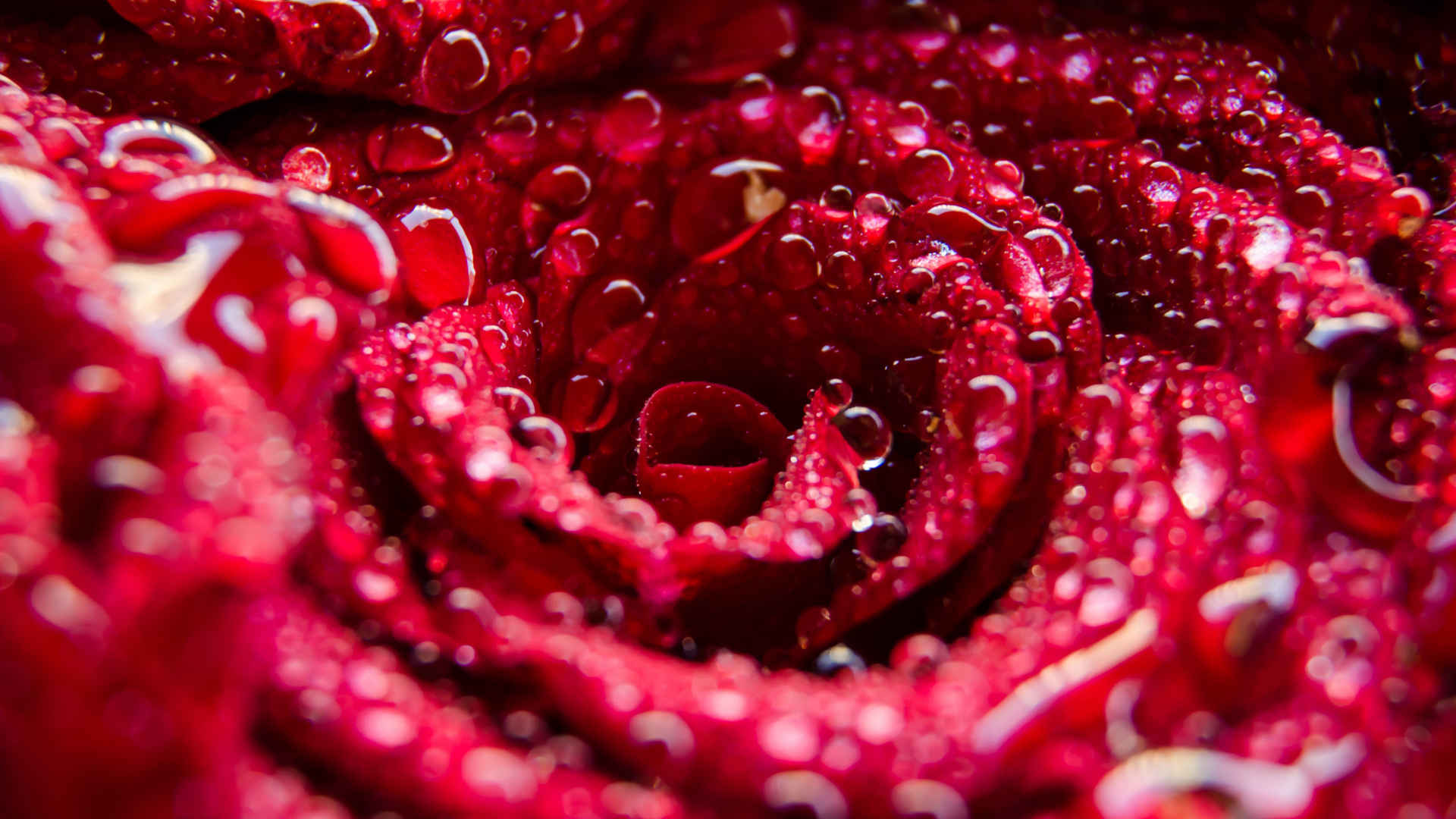 一朵红玫瑰花图片大全-一朵红玫瑰花高清图片下载-觅知网