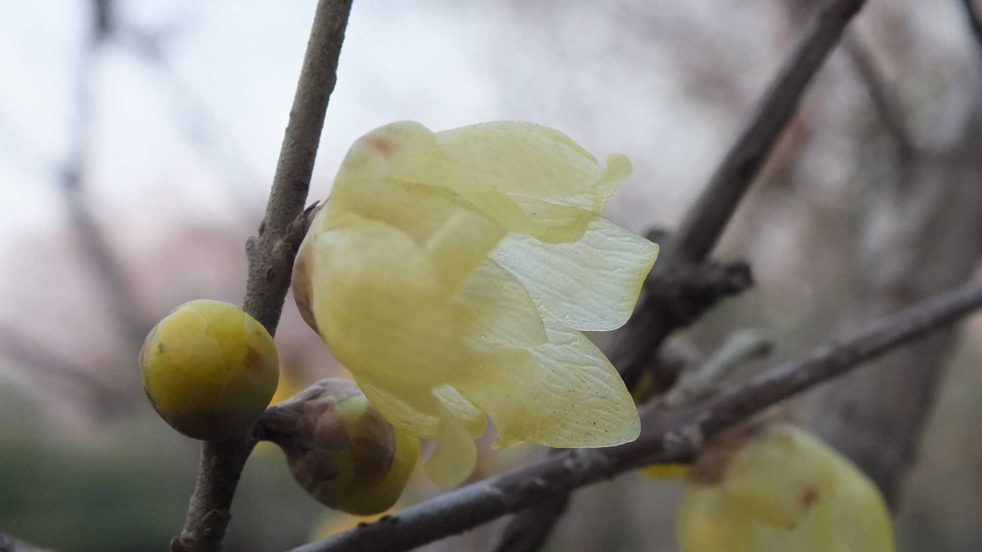 腊梅花图片桌面壁纸