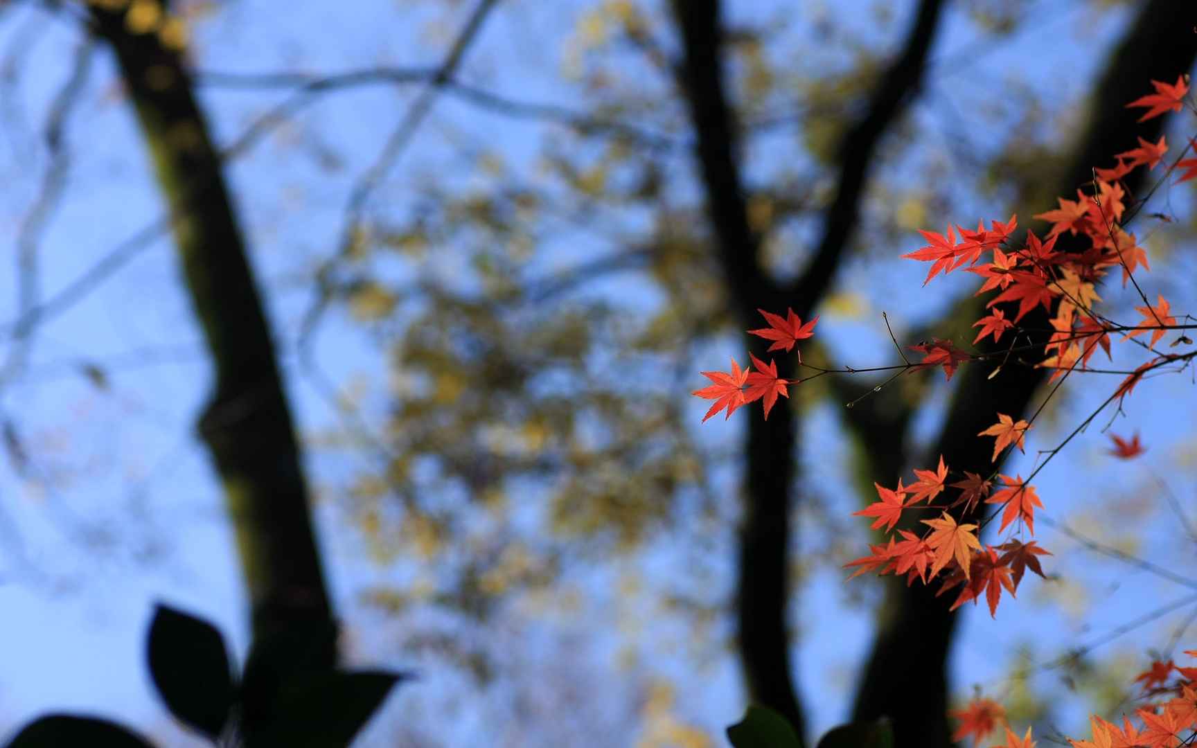 秋天枫叶壁纸