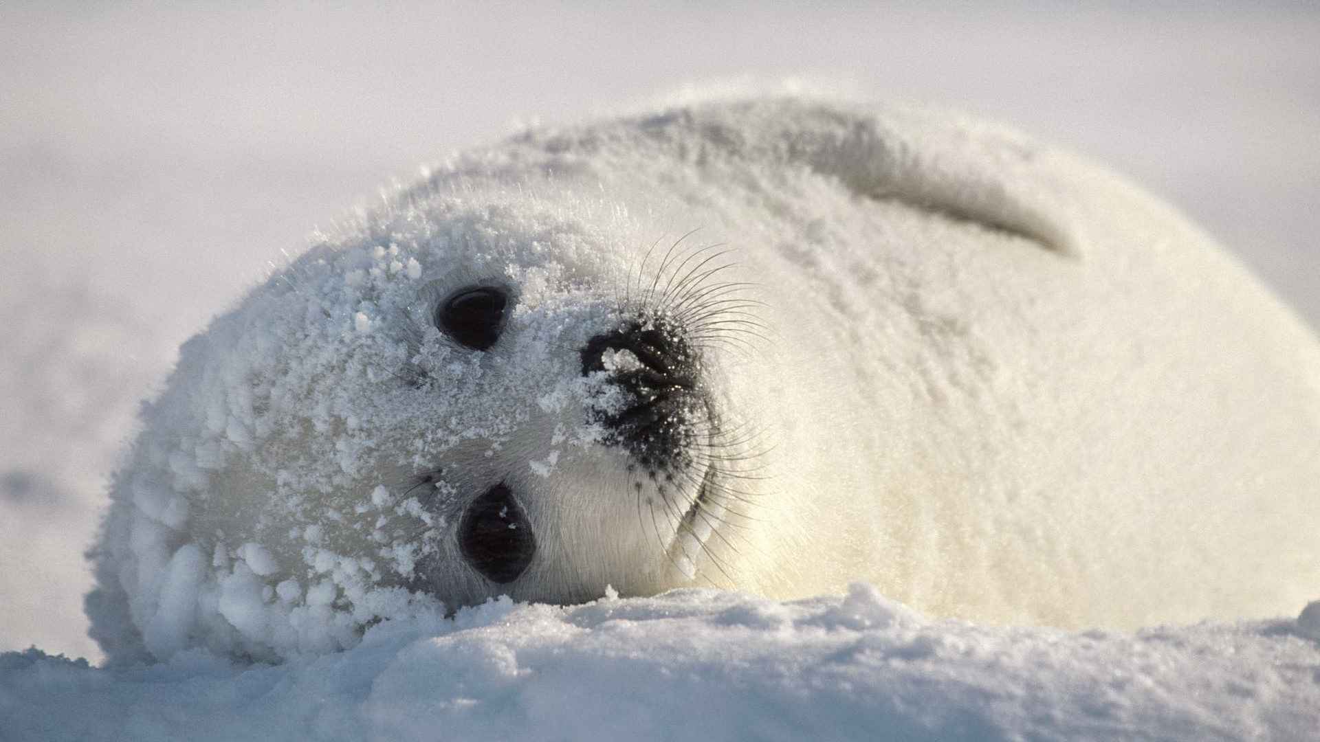 海豹图片壁纸