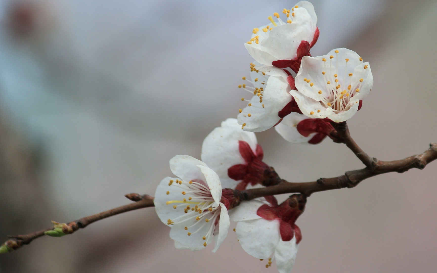 淡雅杏花图片壁纸