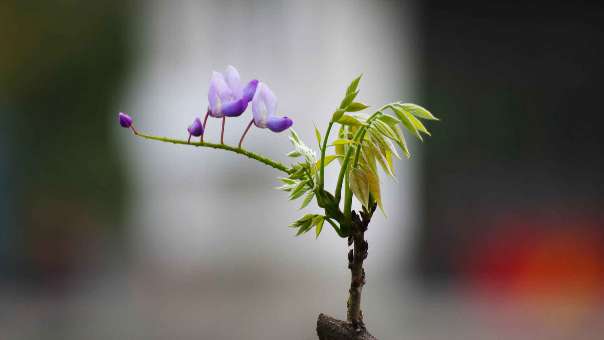 紫藤花图片壁纸