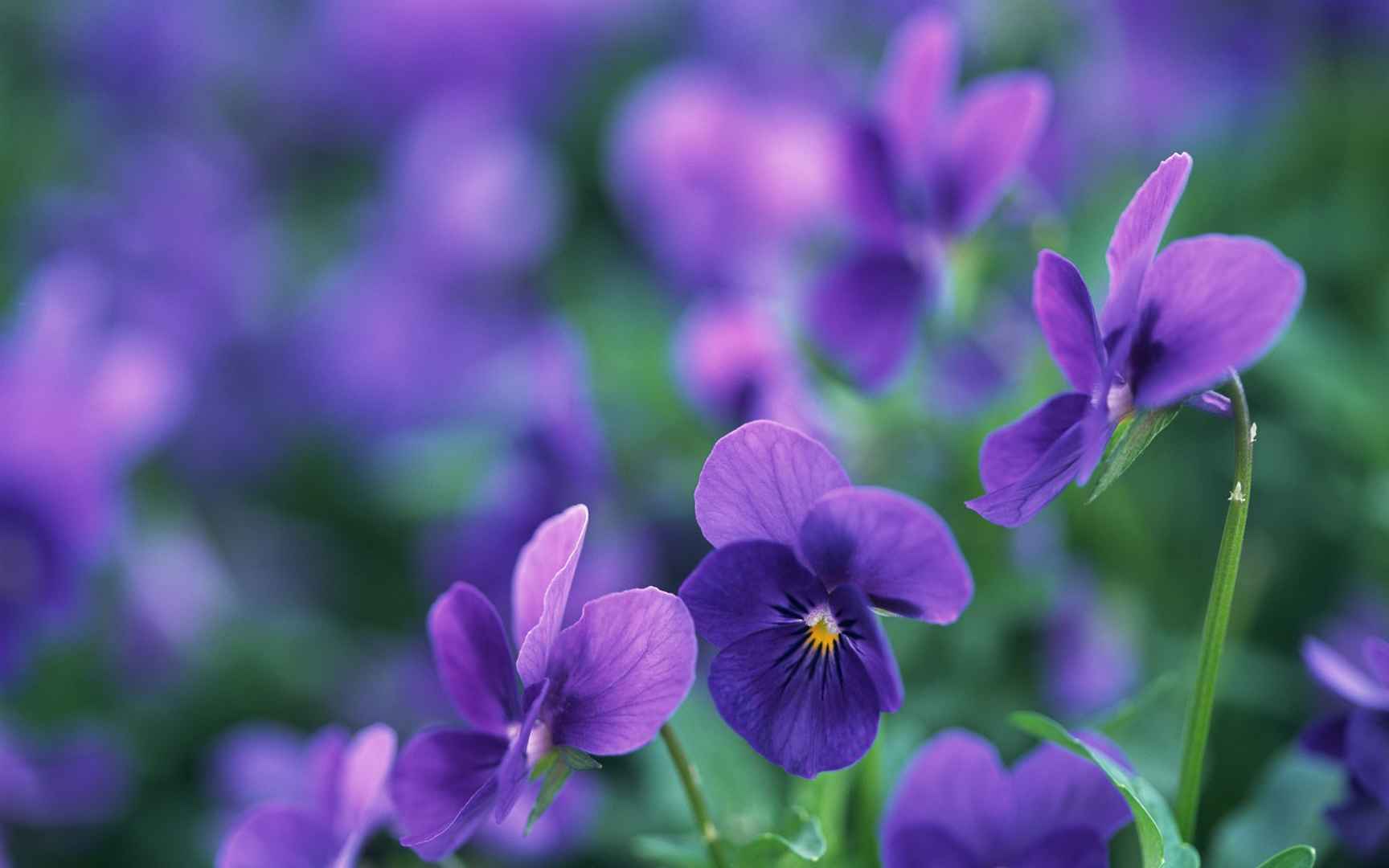 紫色的花 免费图片 - Public Domain Pictures