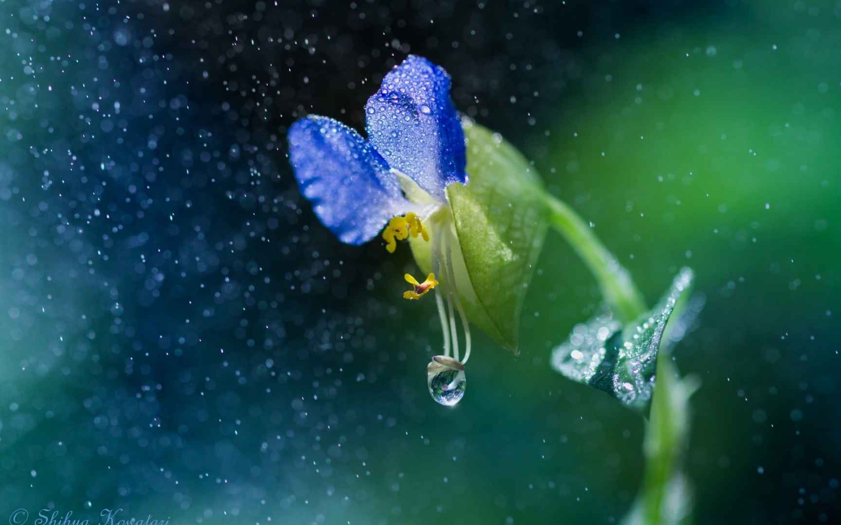 风雨中的花儿花瓣图片