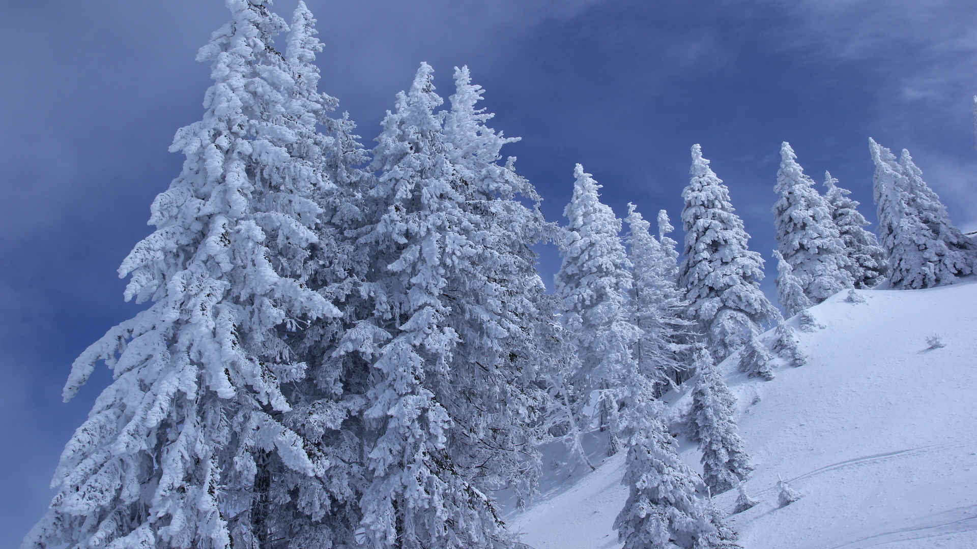雪松雪景图片素材-编号11656577-图行天下