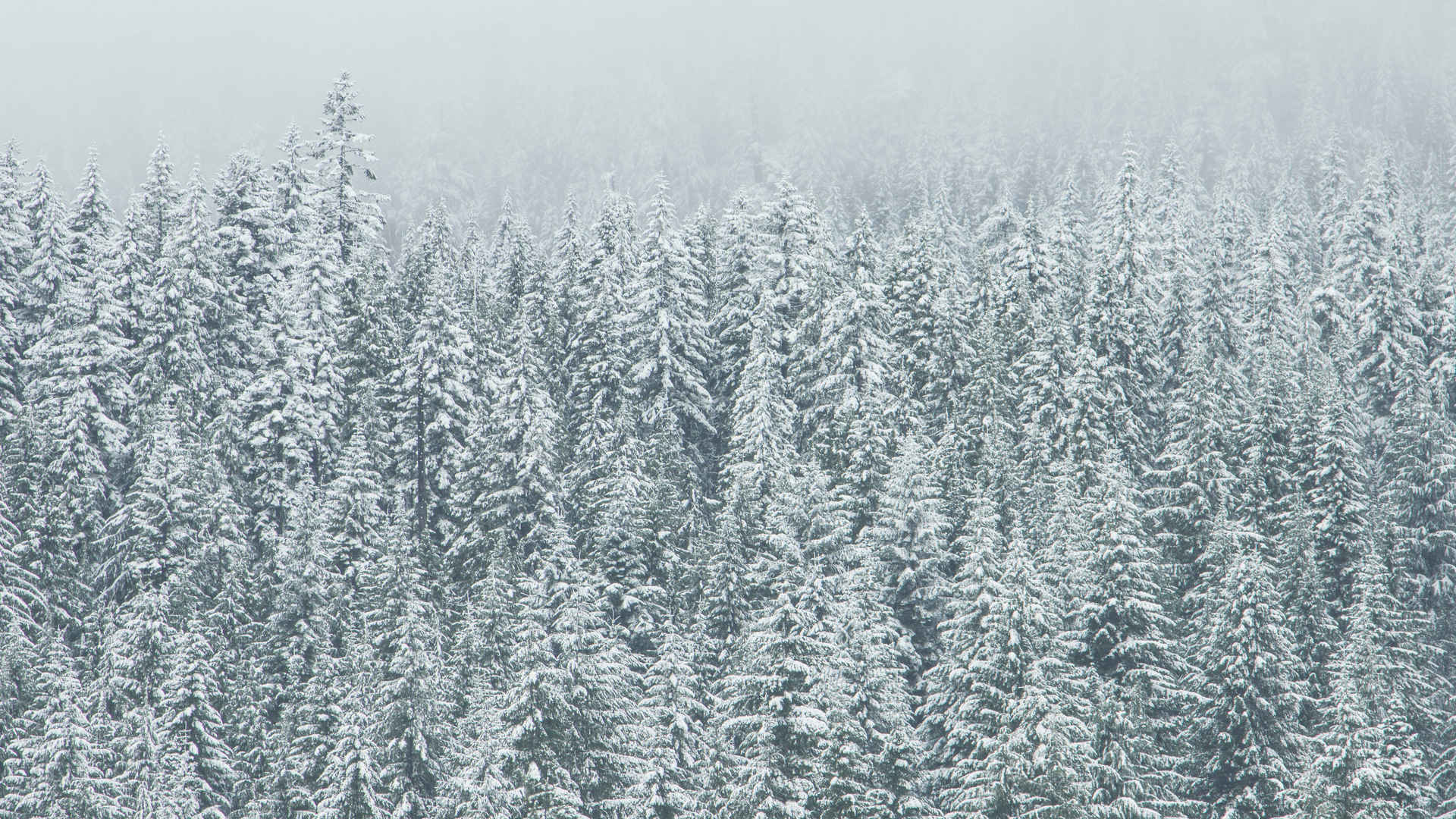 冬季雪松雪景图片