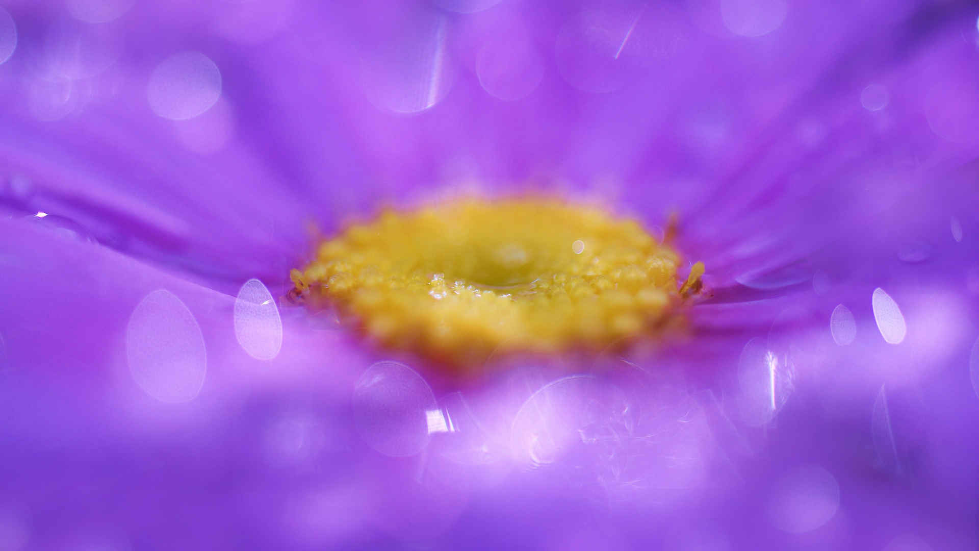 高清唯美花海图片