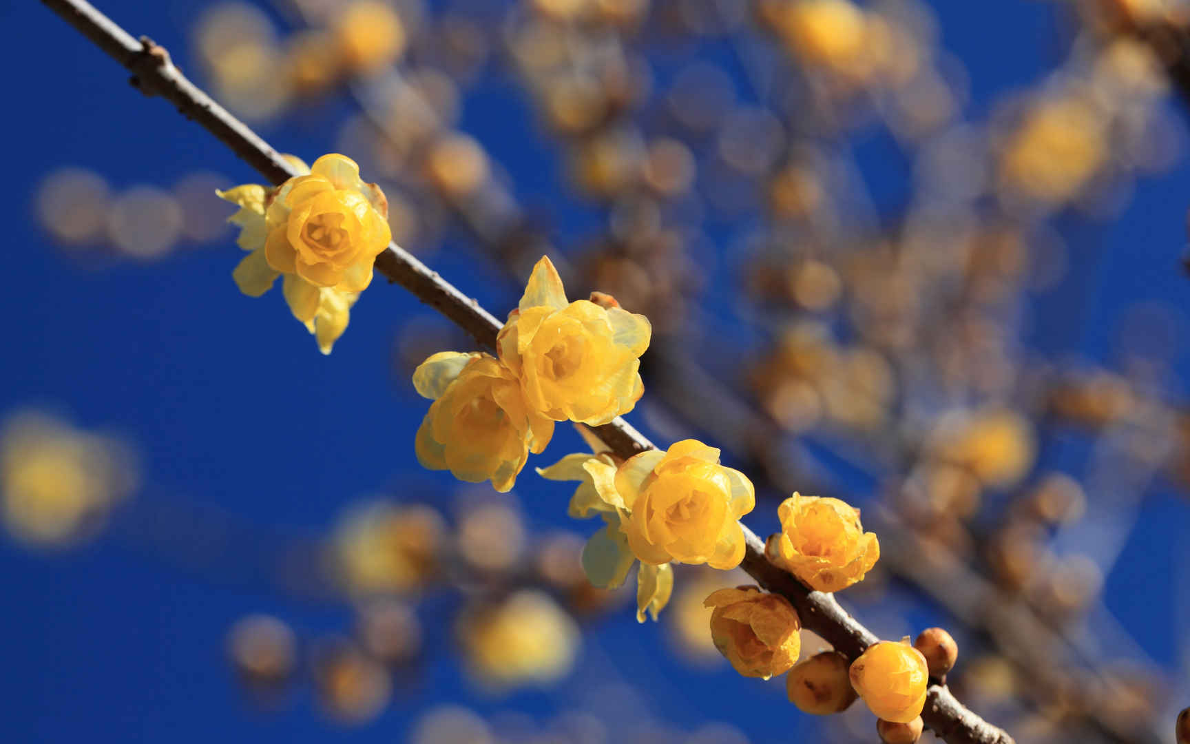 腊梅花图片桌面壁纸