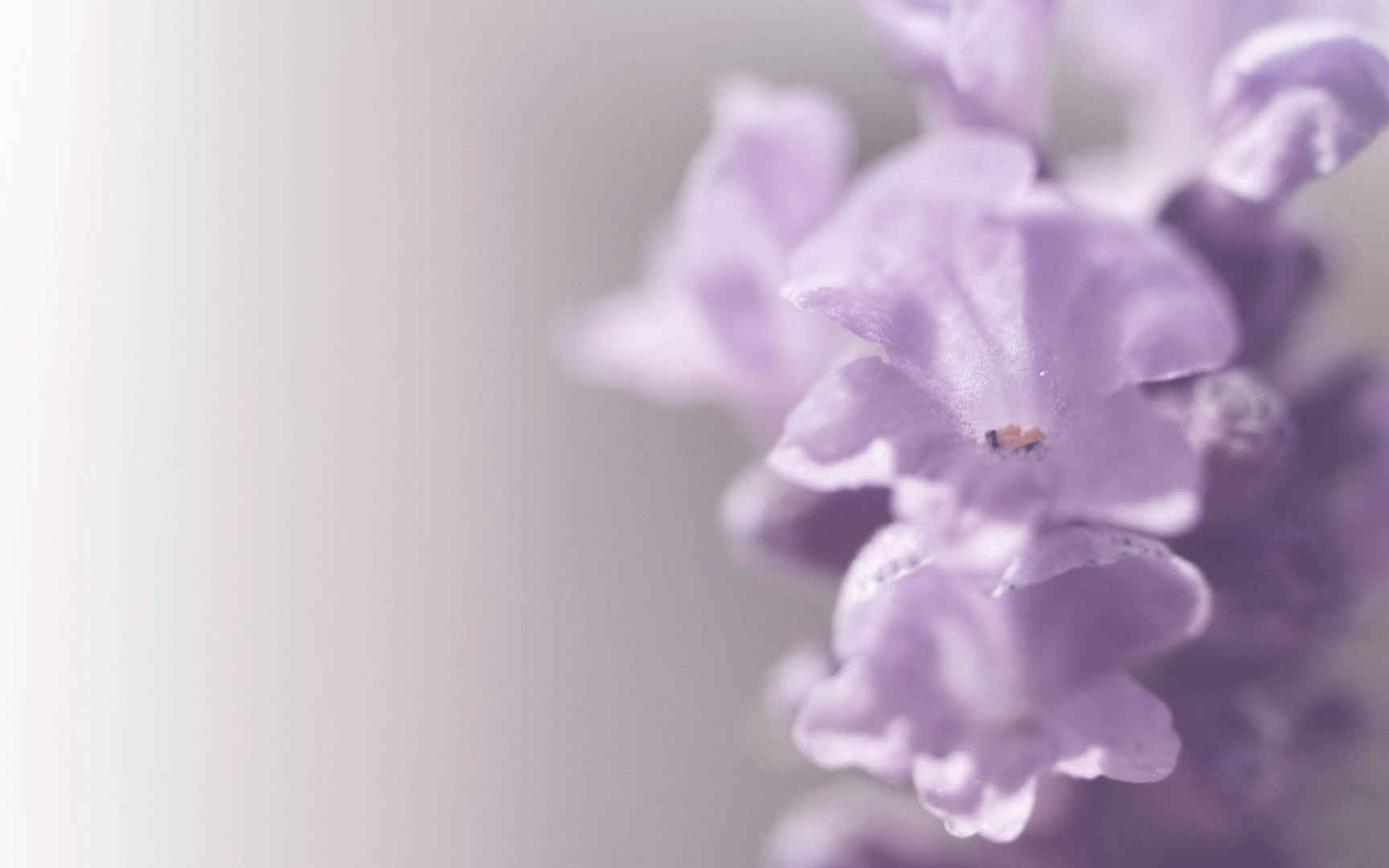 薰衣草花语桌面壁纸