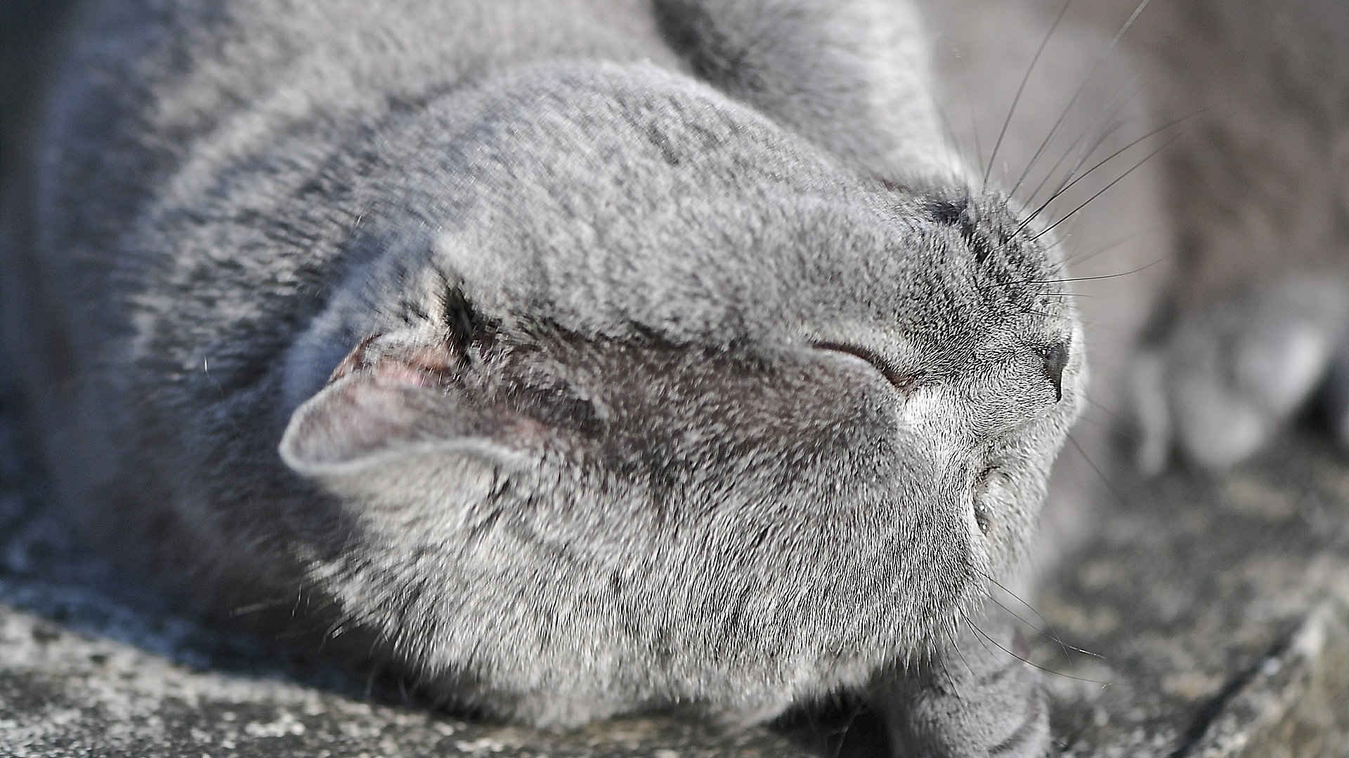 可爱萌萌的小猫咪图片