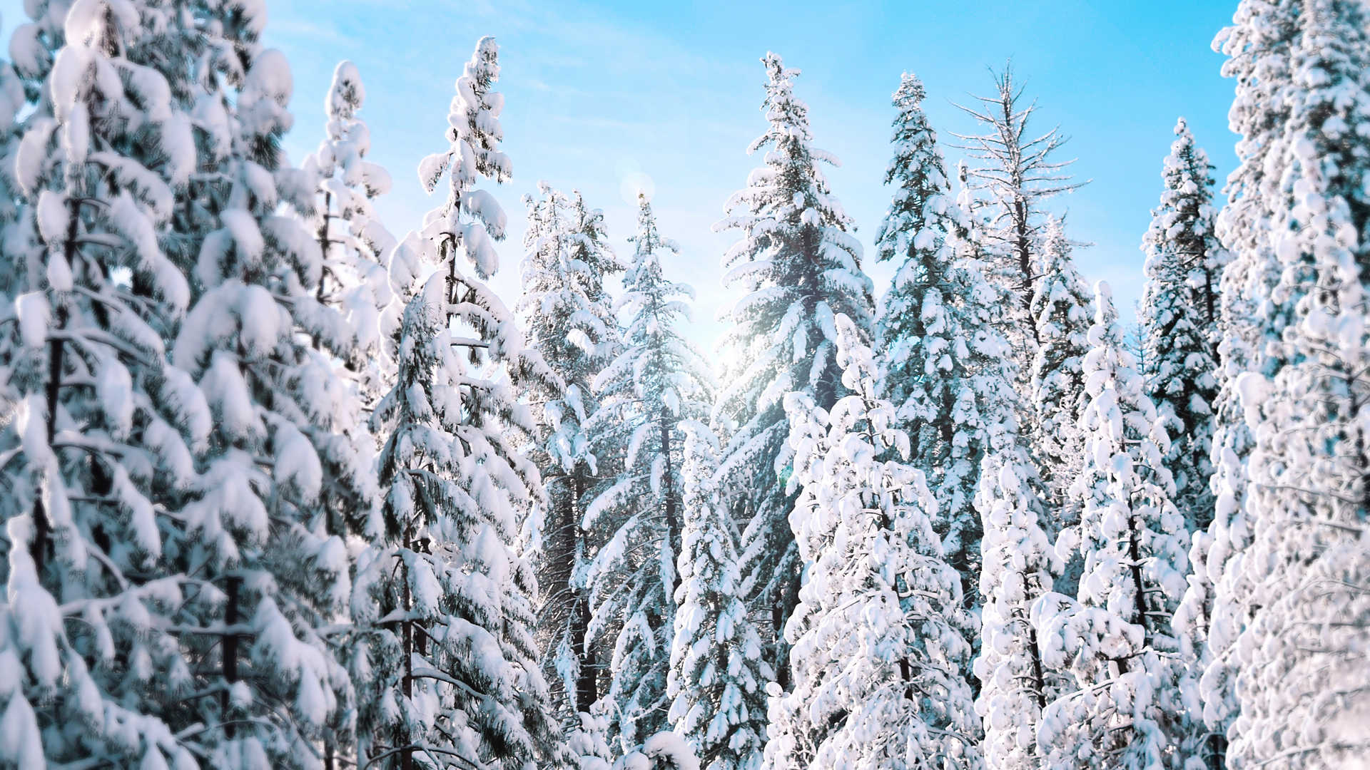 冬季雪松雪景图片