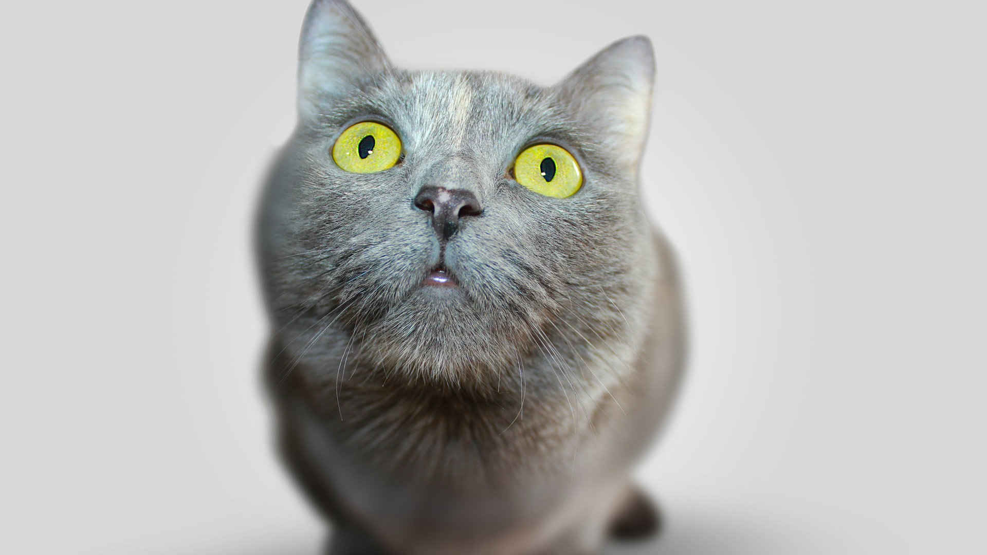 可爱萌萌的小猫咪图片