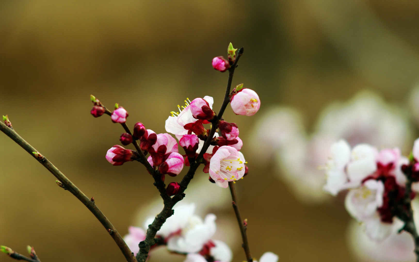 淡雅杏花图片壁纸