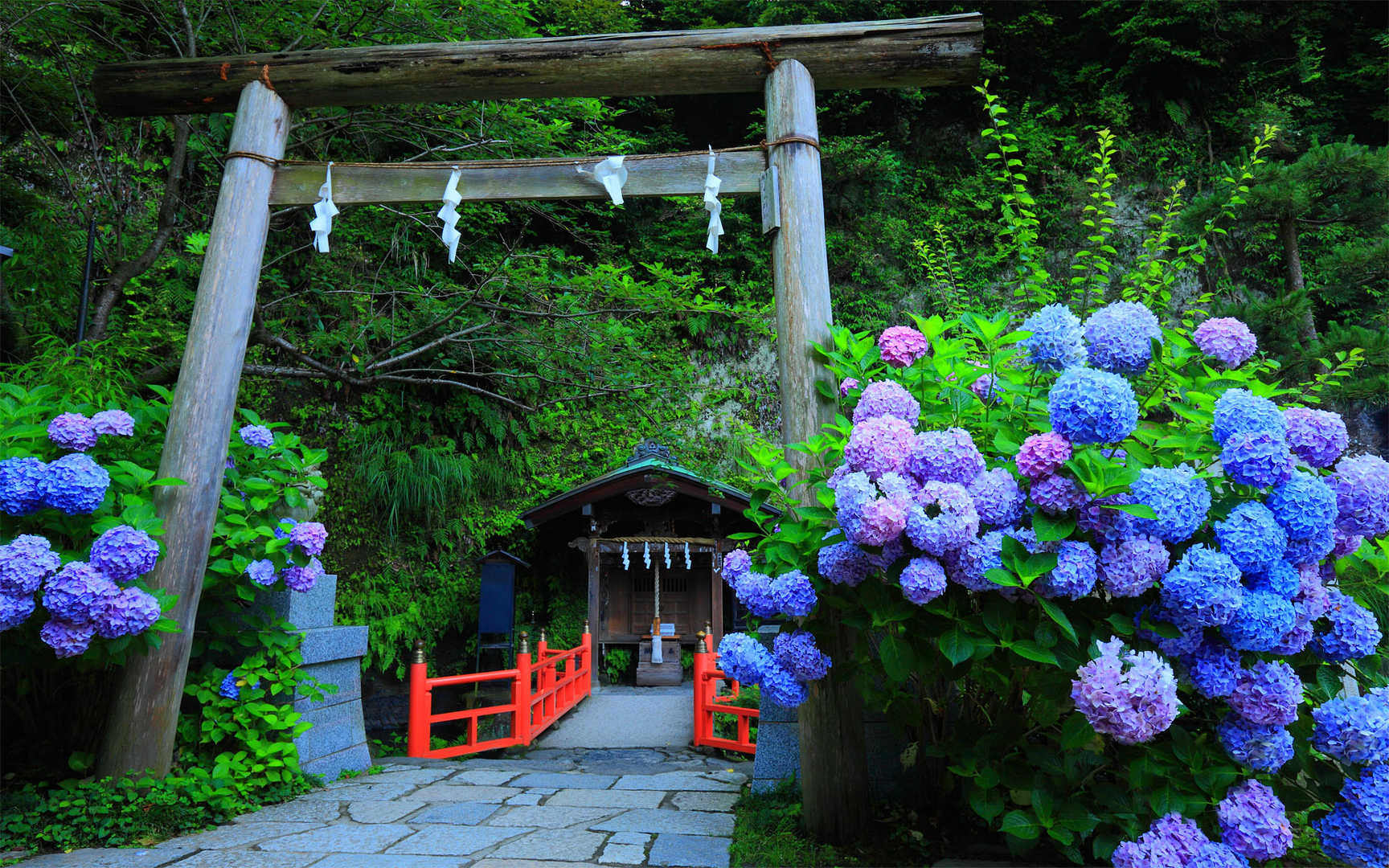 紫阳花花语图片