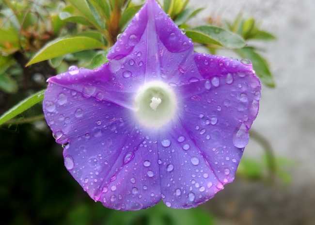 紫色牵牛花花朵图片