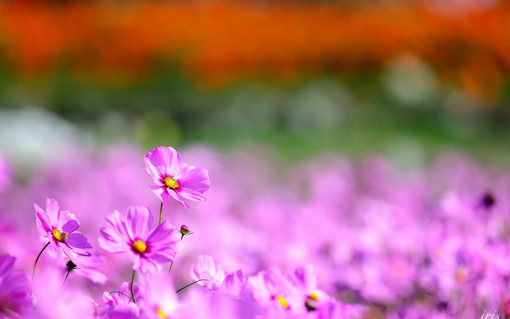 格桑花花语图片壁纸