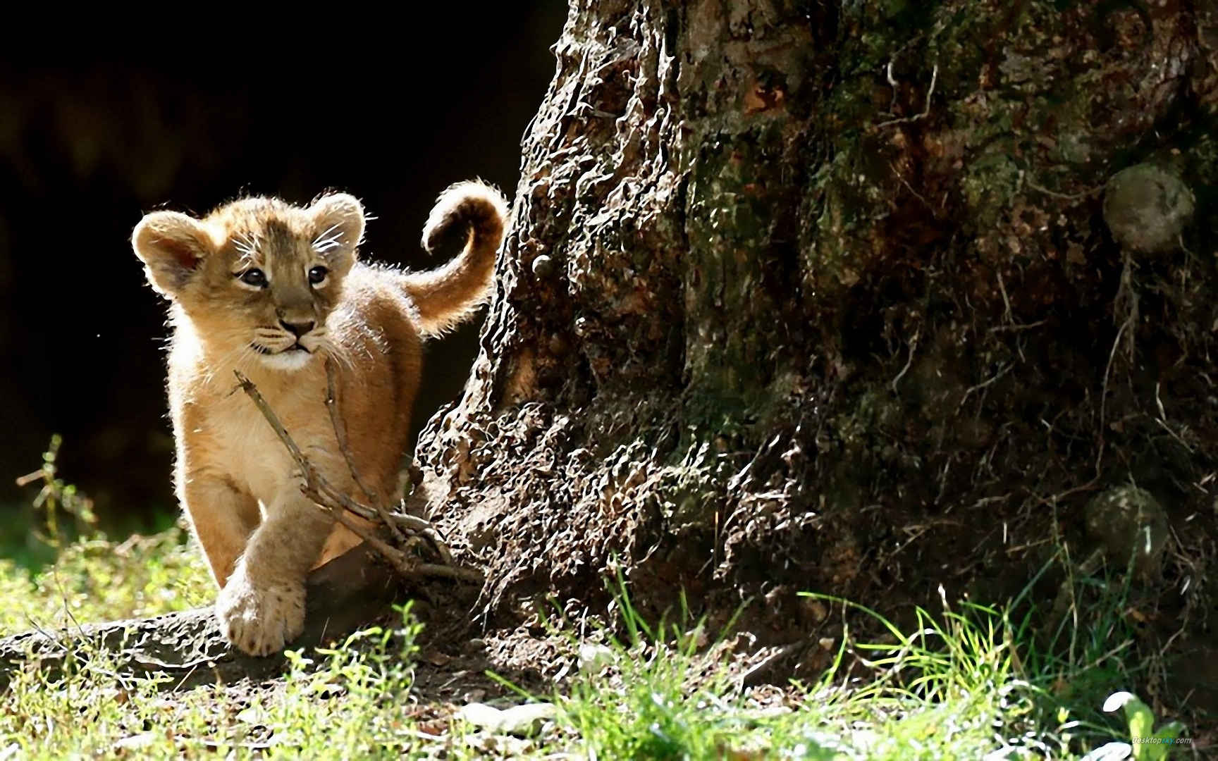 母狮 额叶 非洲 哺乳动物 狮子 大游戏图片下载 - 觅知网