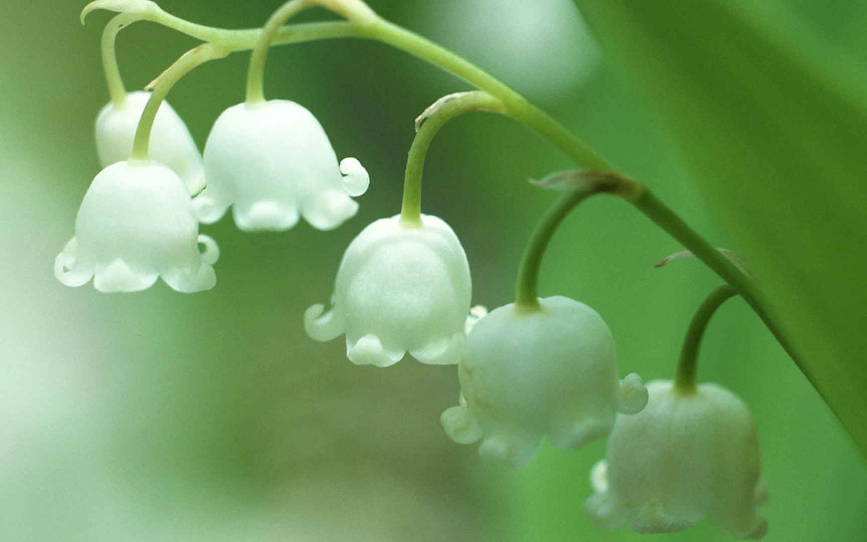 铃兰花图片桌面壁纸