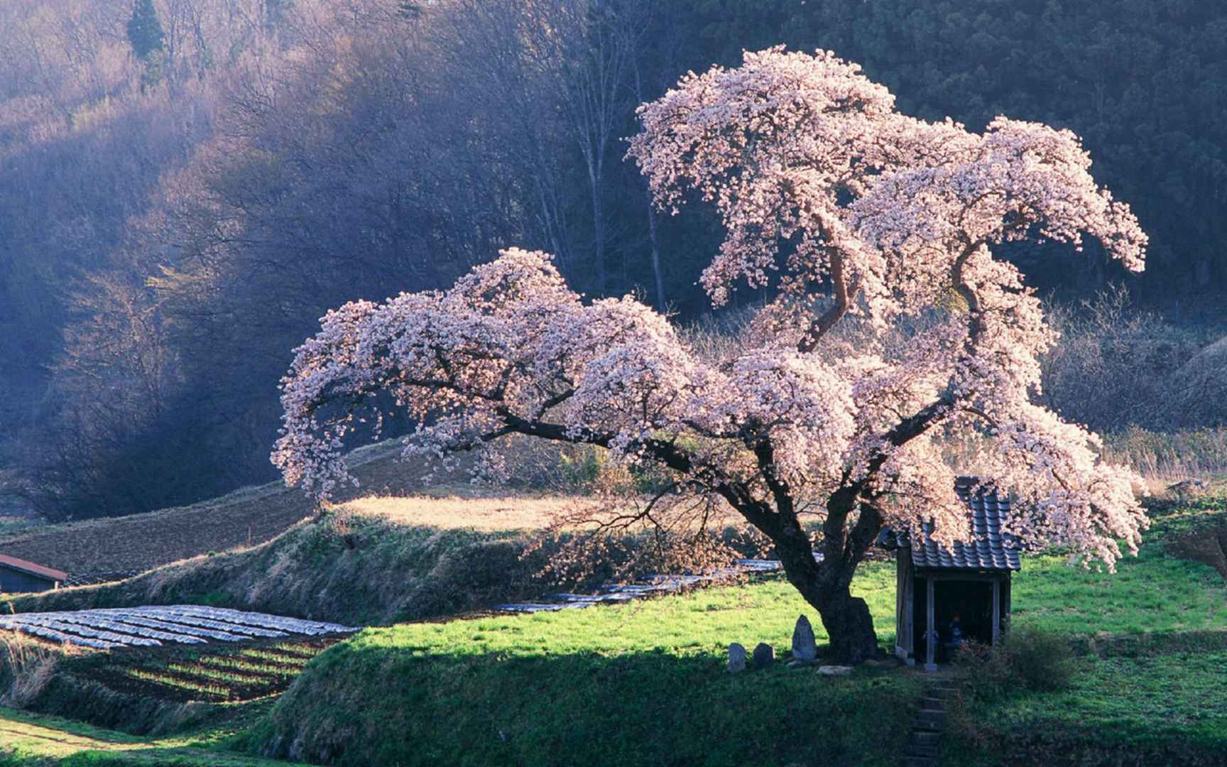 浪漫樱花图片桌面壁纸