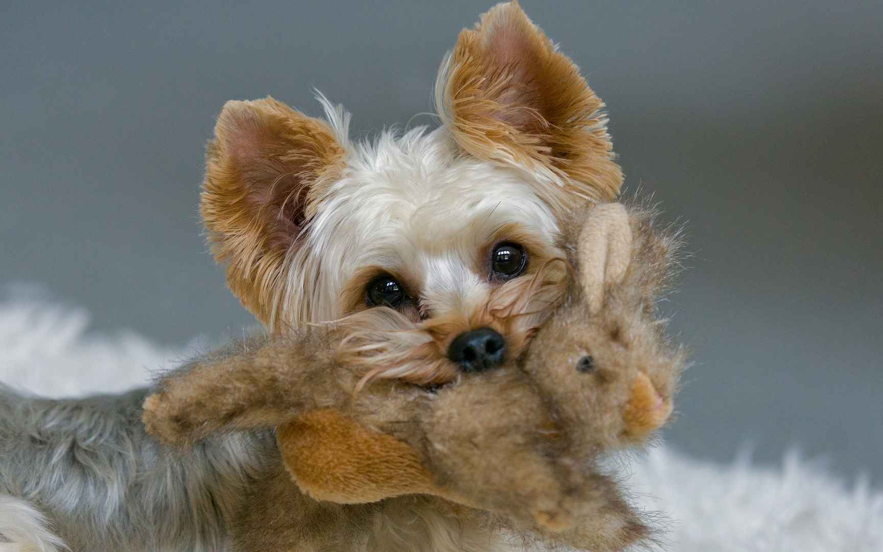 约克夏犬图片壁纸