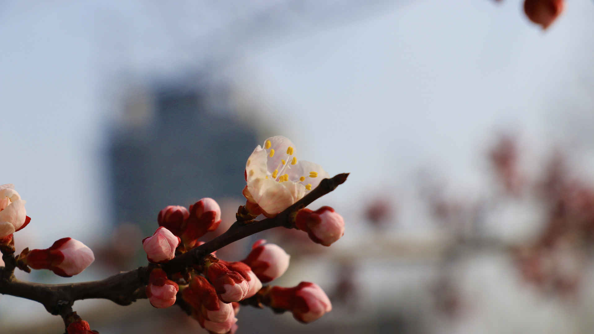 高清桃花图片