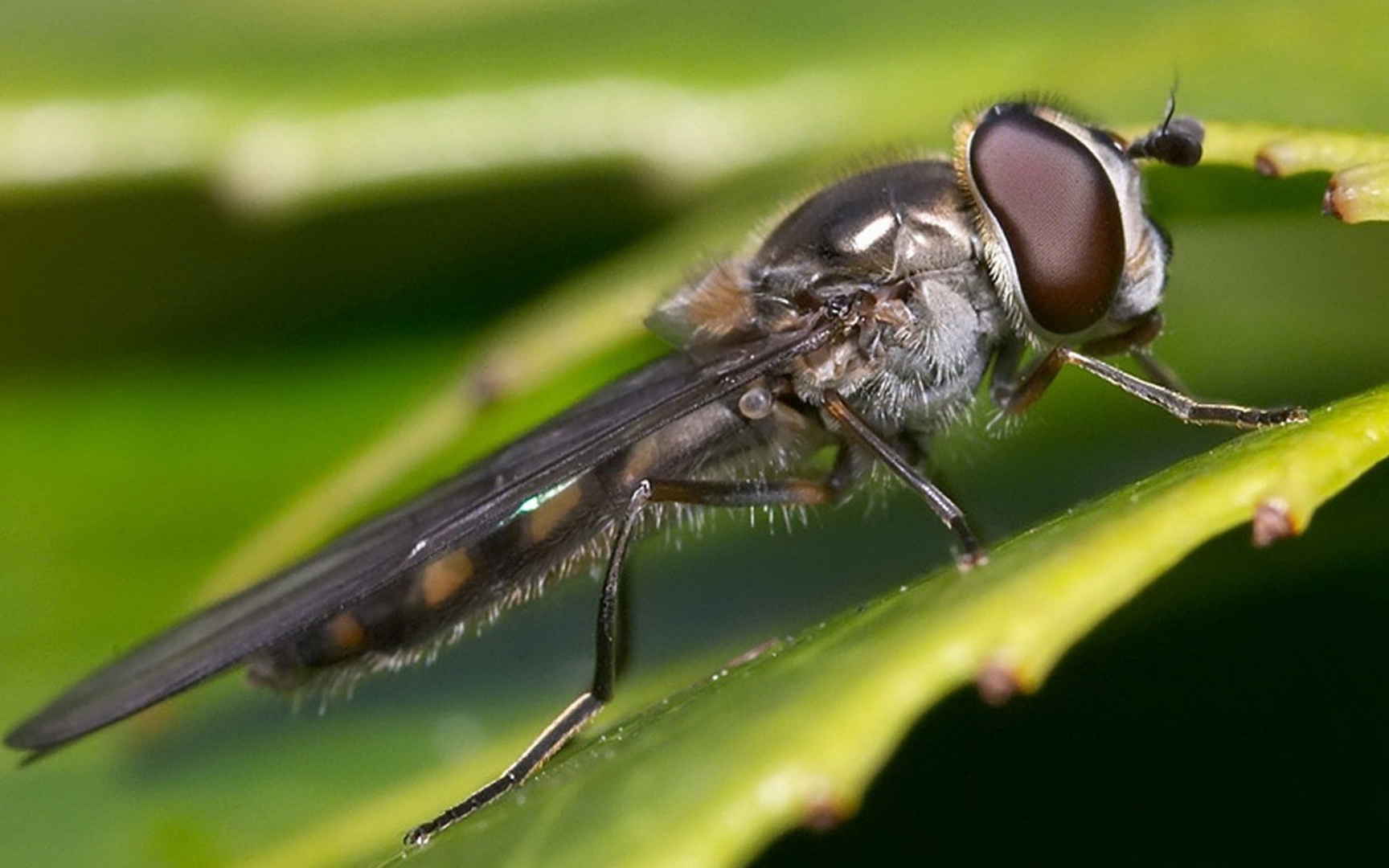 昆虫苍蝇图片桌面壁纸