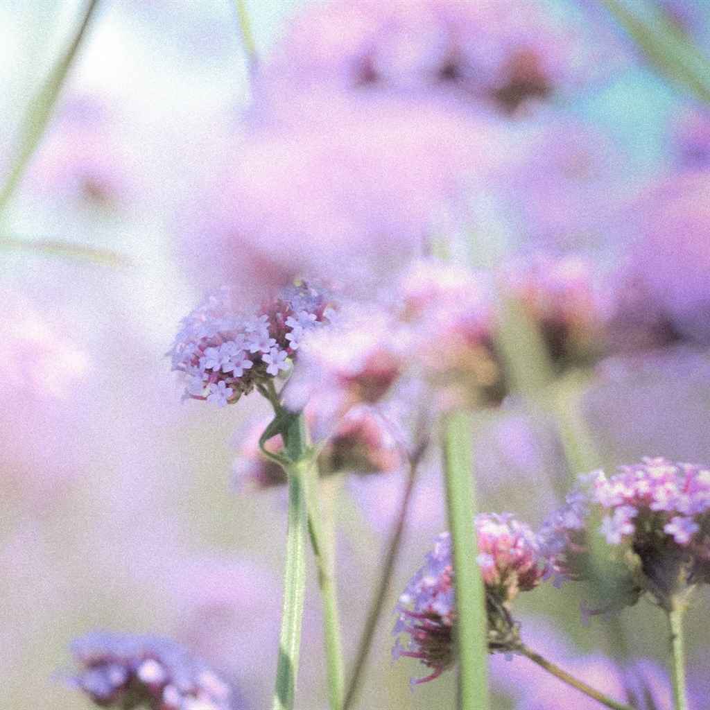 薰衣草紫色花海iPad平板壁纸