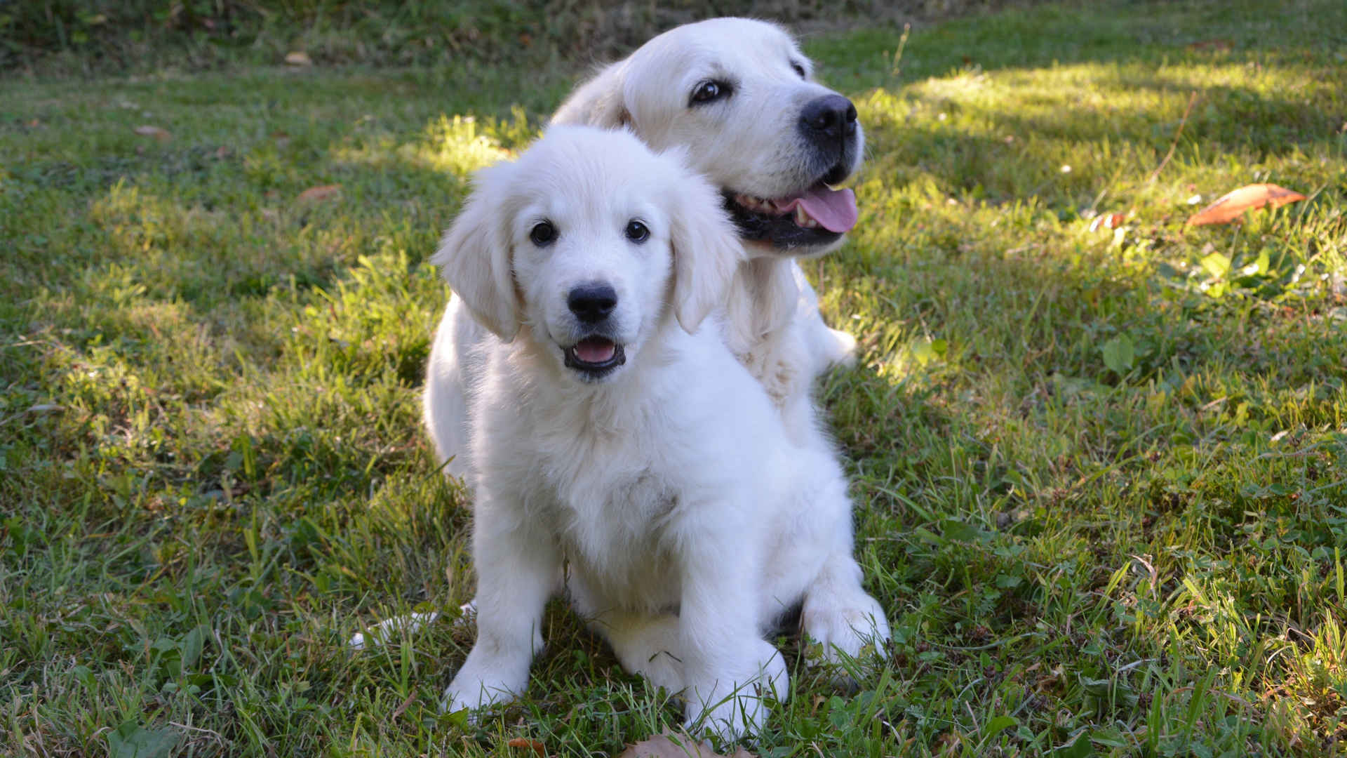 白色金毛犬图片