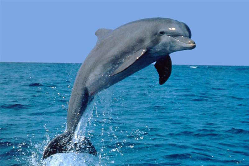 可爱的小海豚图片 摄影图片 网页图库手机版