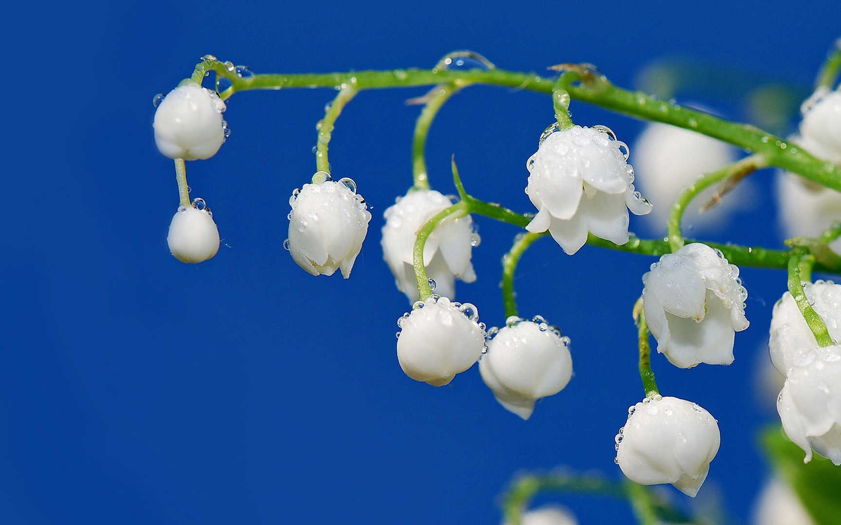 铃兰花图片桌面壁纸