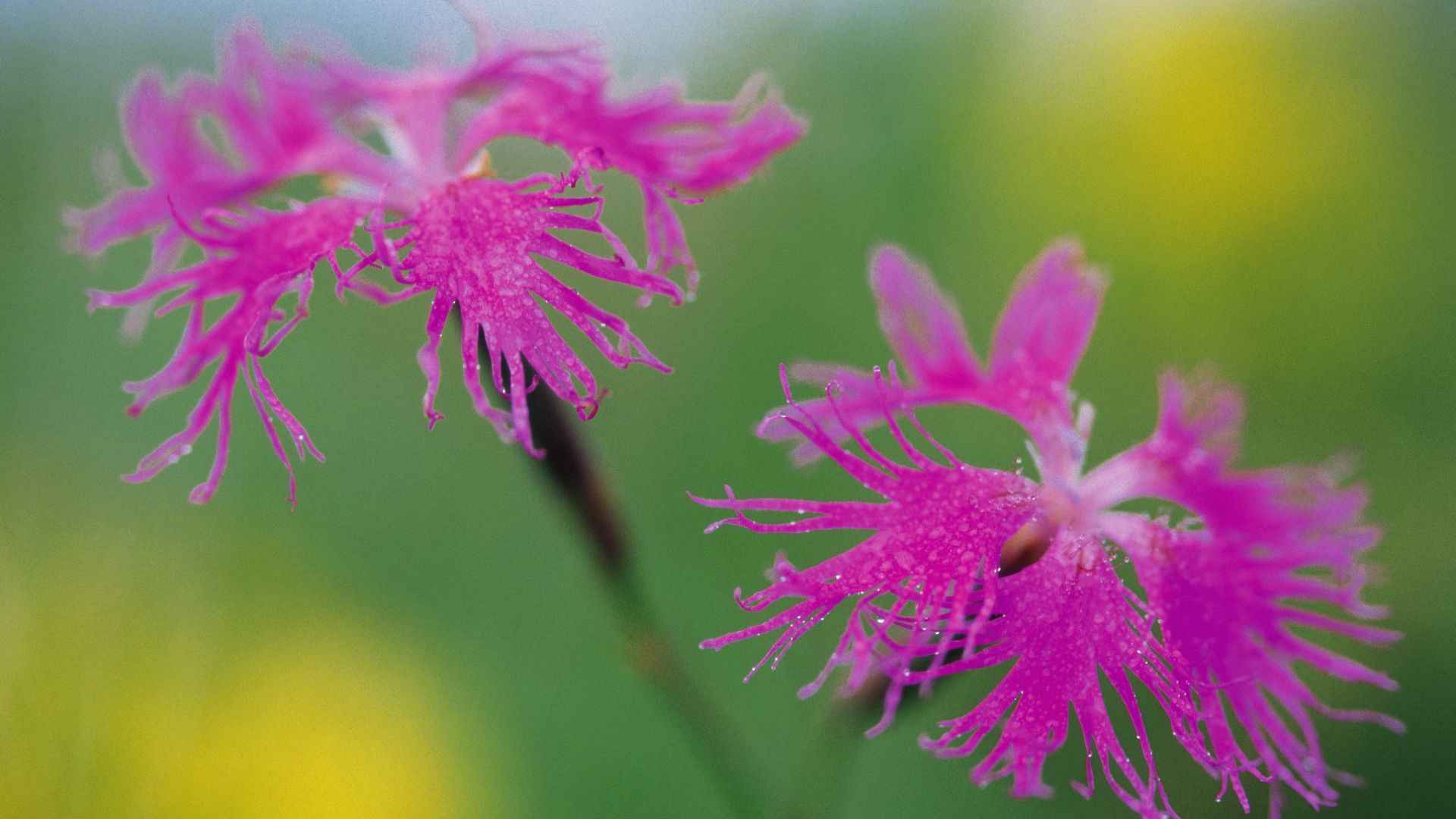 粉色红色的野花图片大全