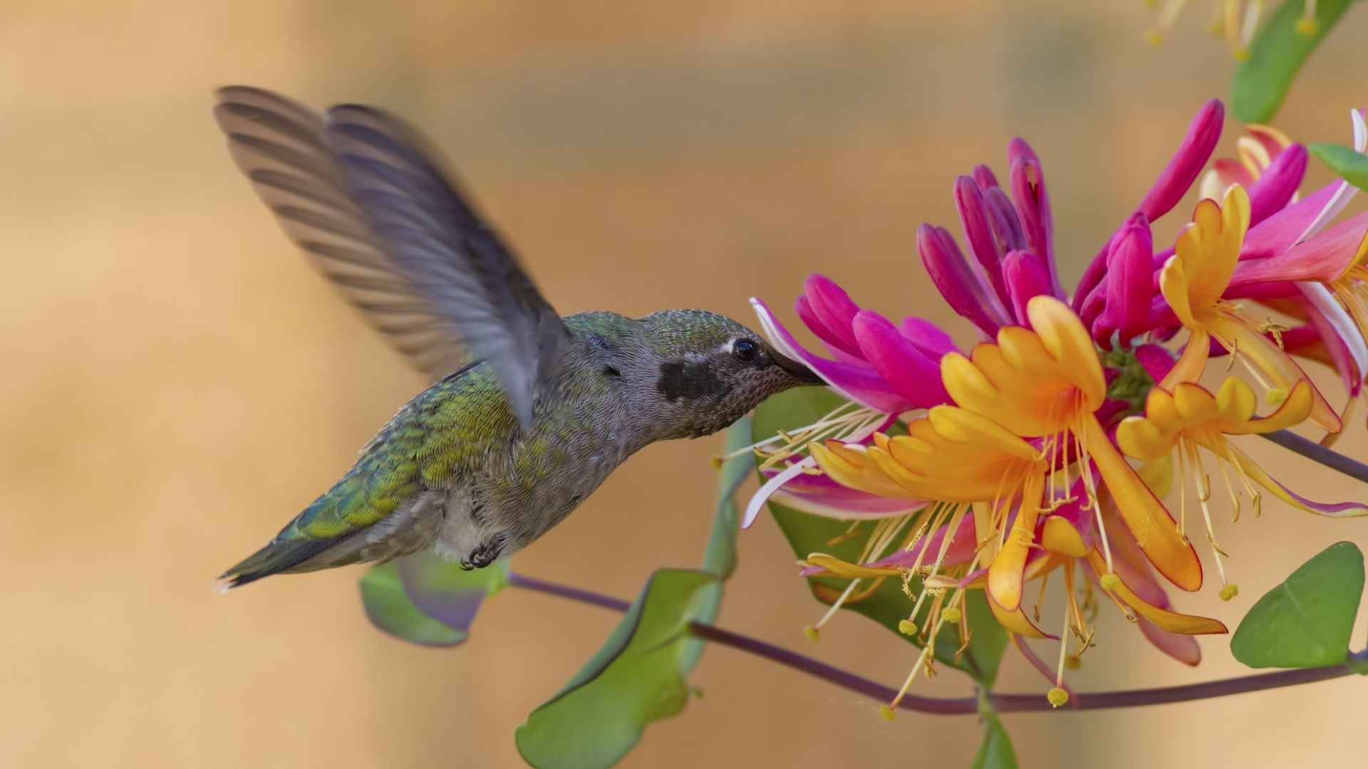 蜂鸟图片