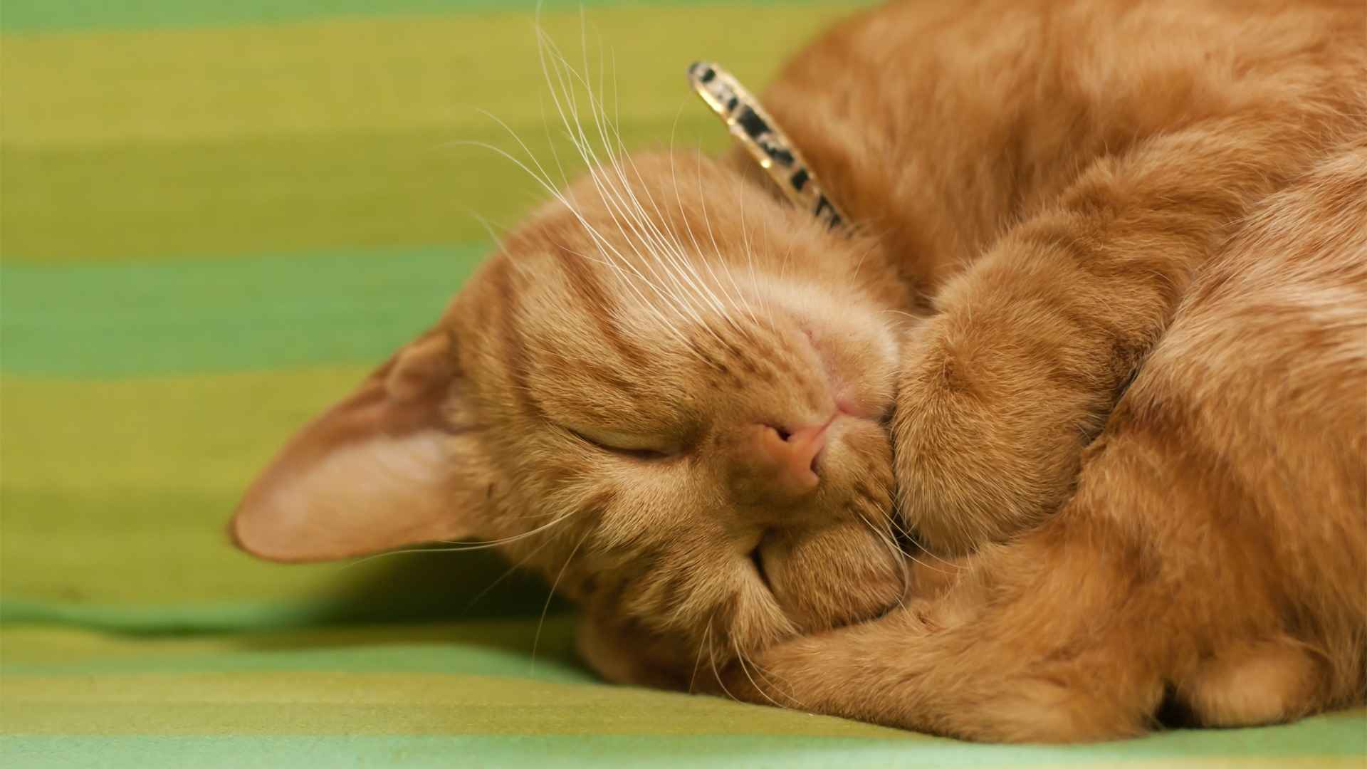 可爱猫咪睡姿图片