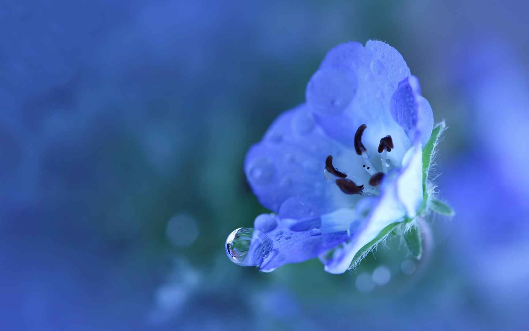 紫阳花花语图片