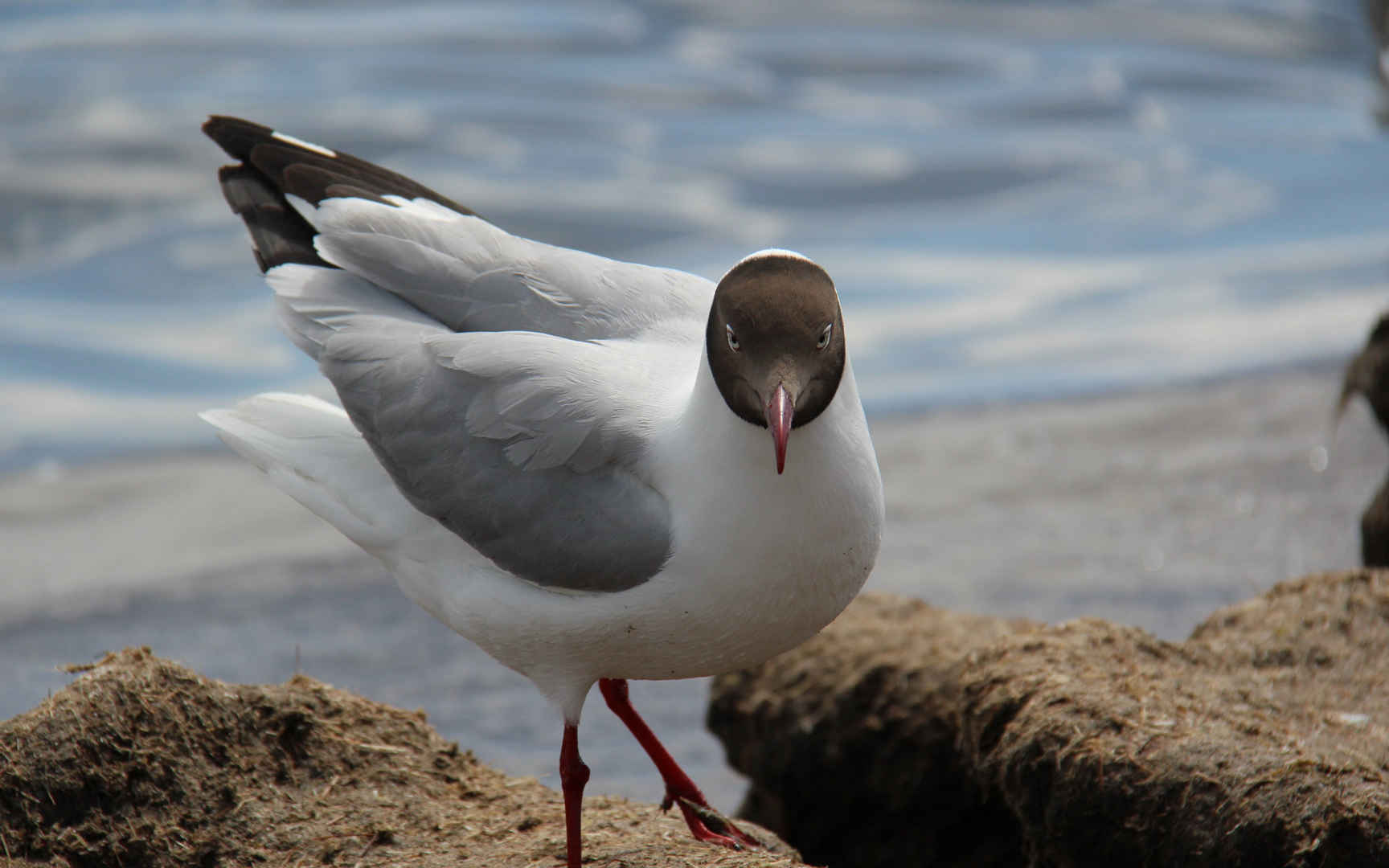 带你认识海珠湿地常见鸟类~ - 自然游憩