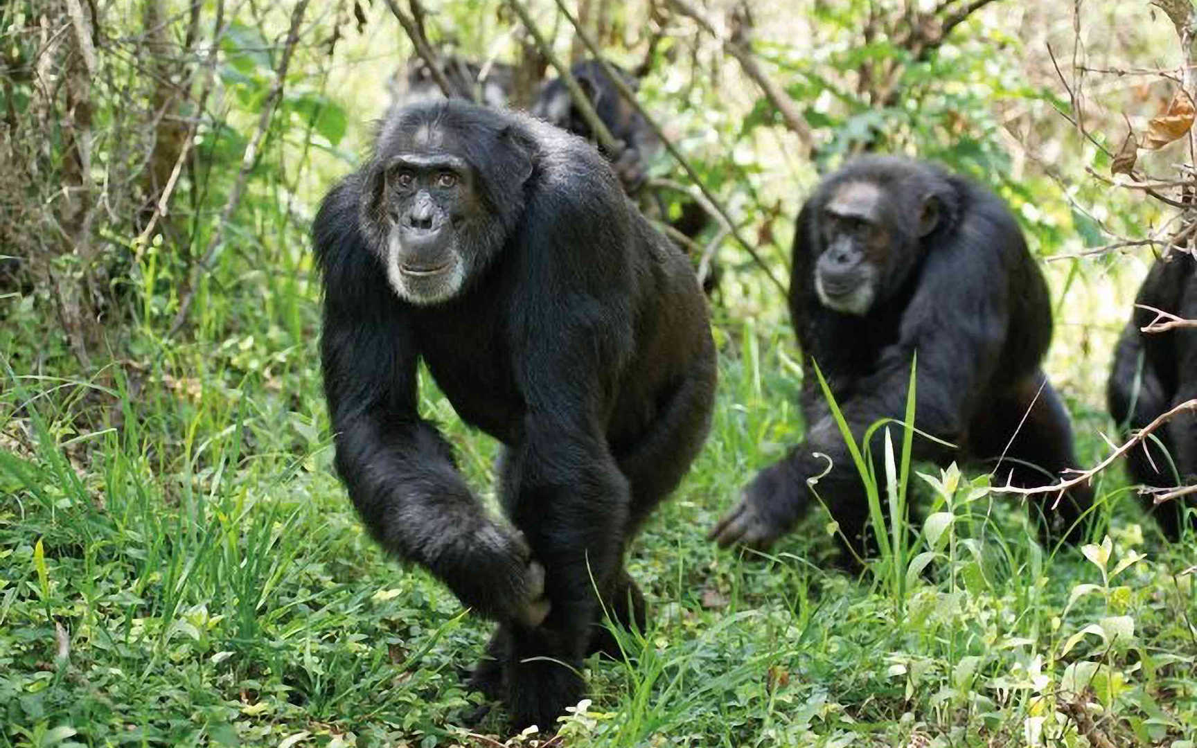 黑猩猩图片 第一辑