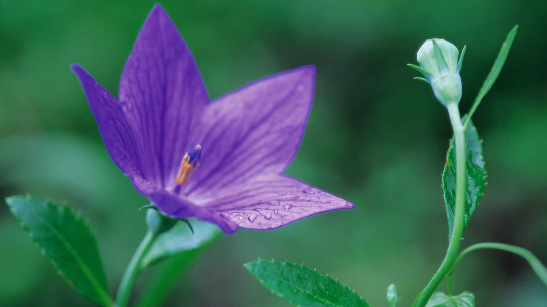 好看的野花图片大全