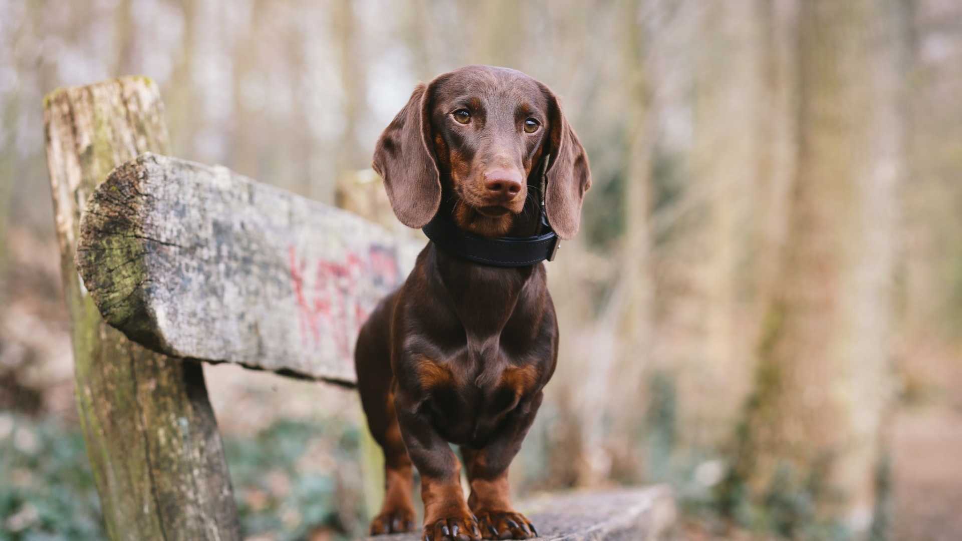 腊肠犬图片