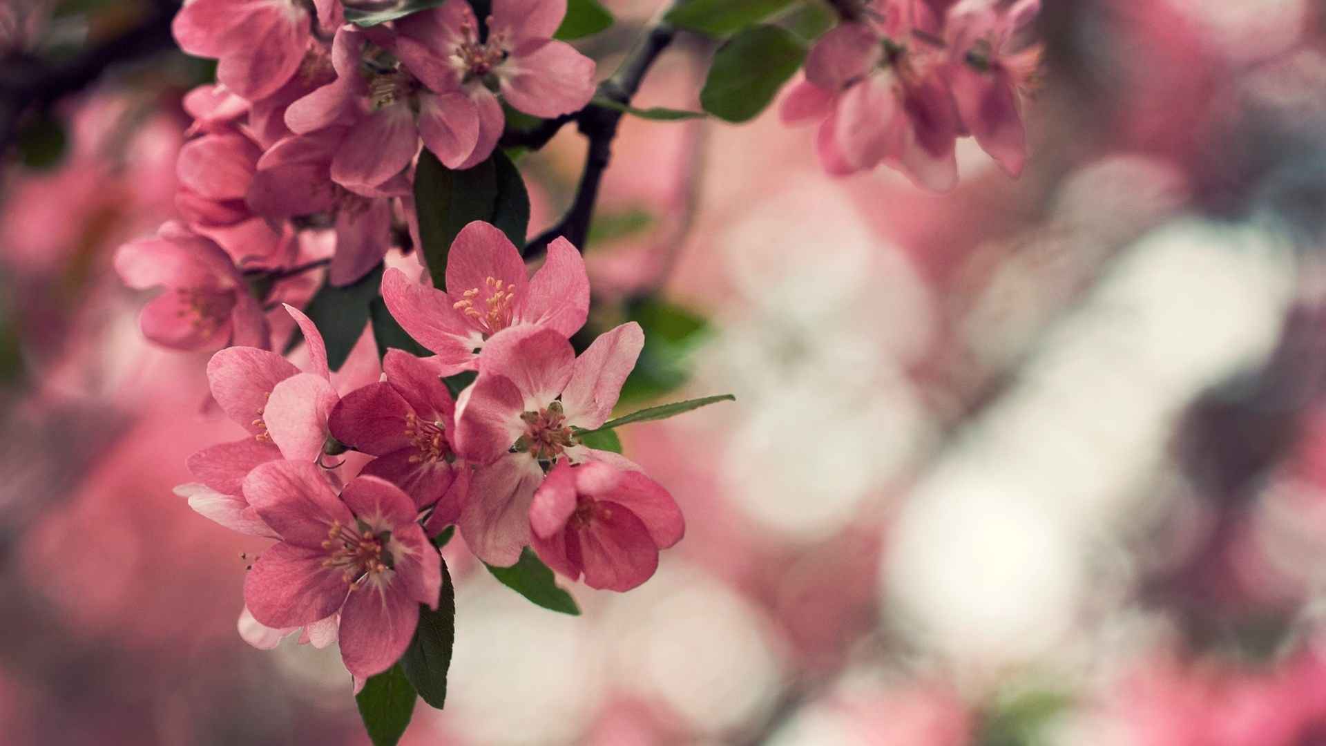 小清新唯美花朵图片