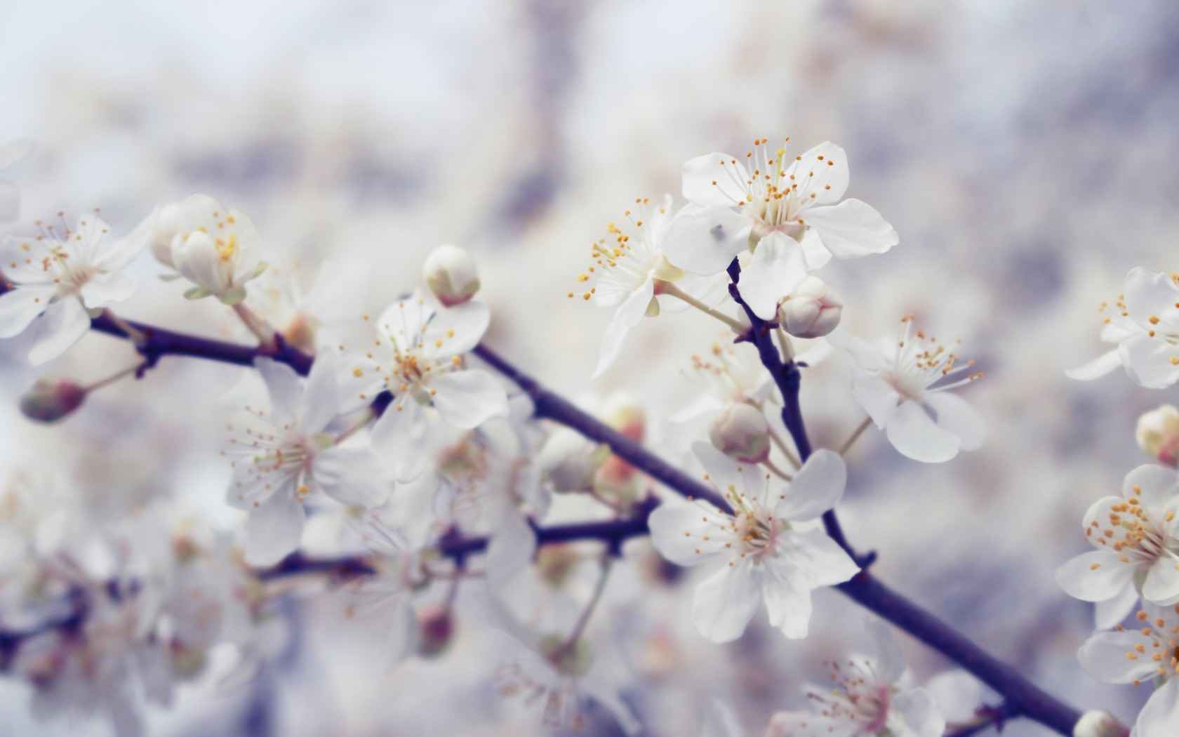 春暖花开图片壁纸