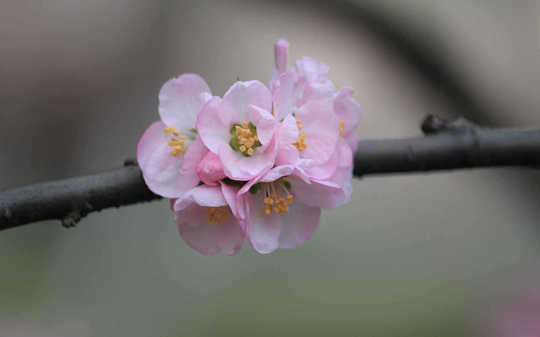 淡雅杏花图片壁纸