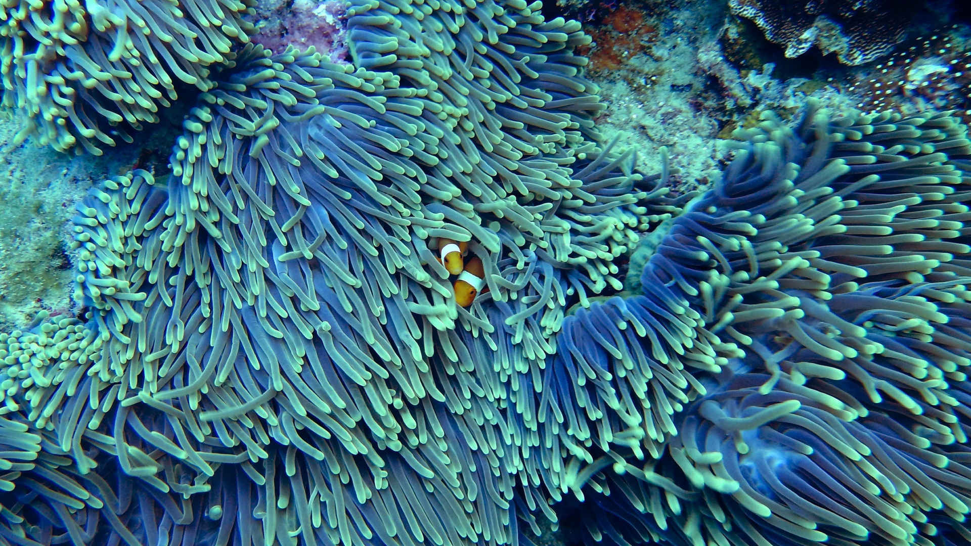 各种各样的海里珊瑚图片