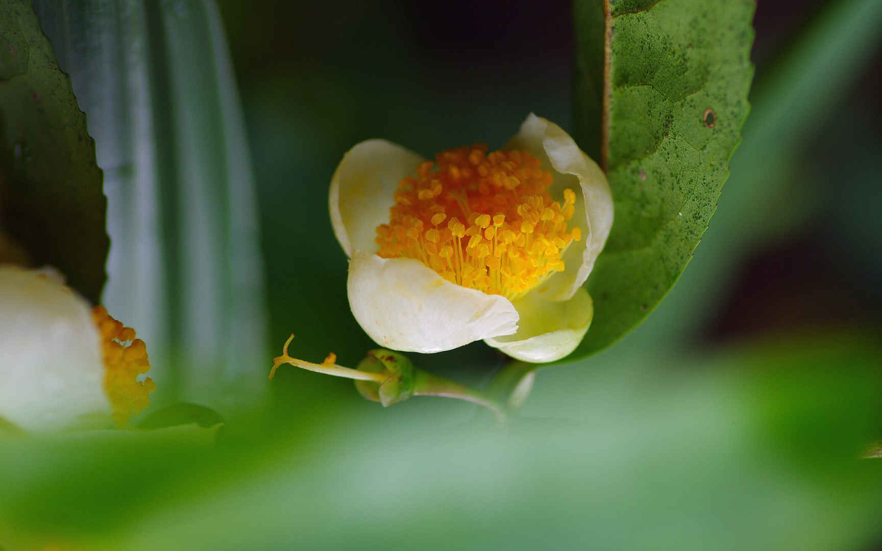 野外的山茶花图片