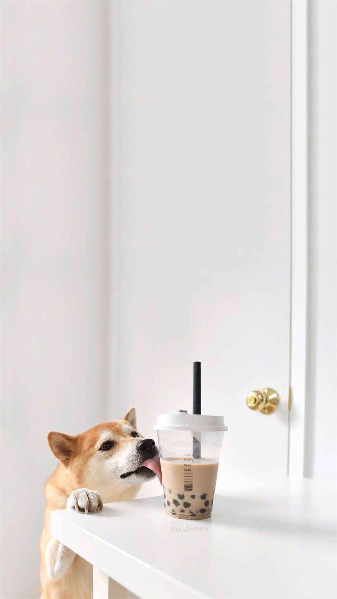 呆萌可爱的柴犬高清手机壁纸