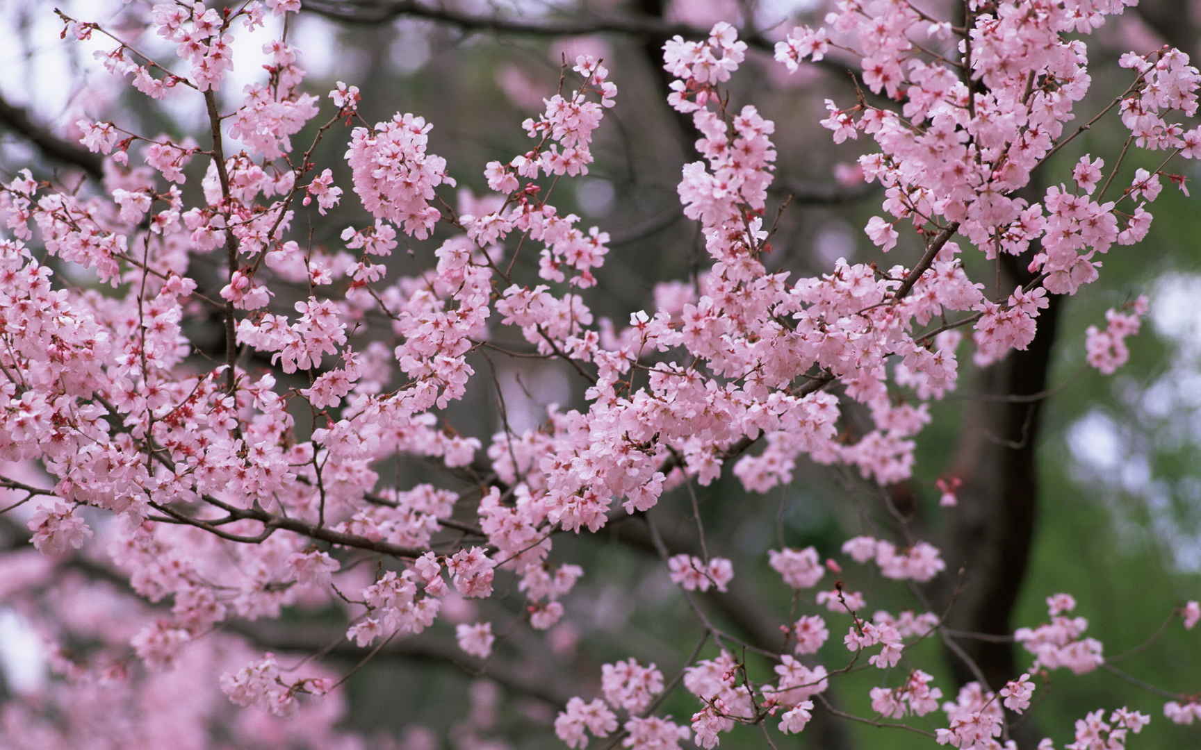 梅花盛开