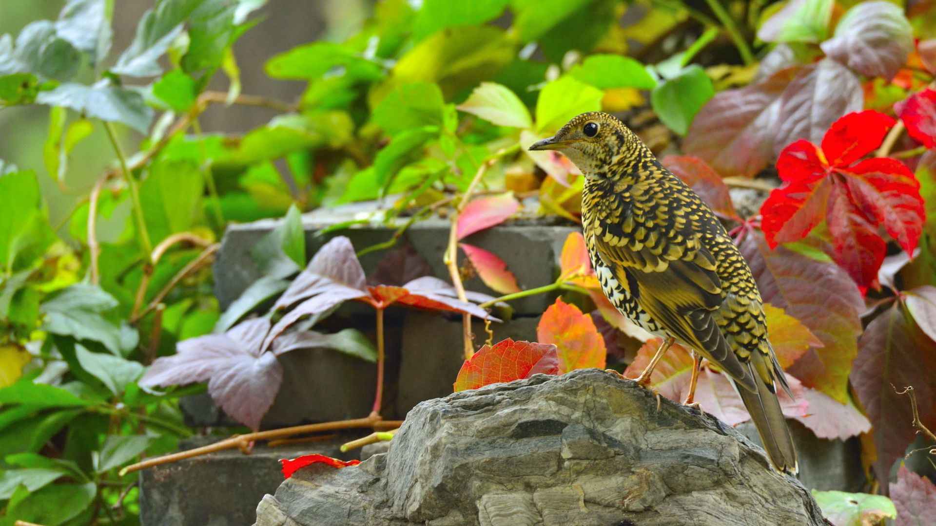 虎斑地鸫鸟图片