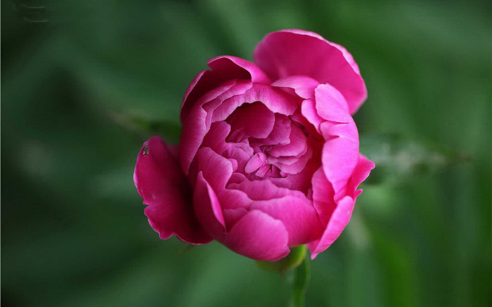 芍药花图片壁纸