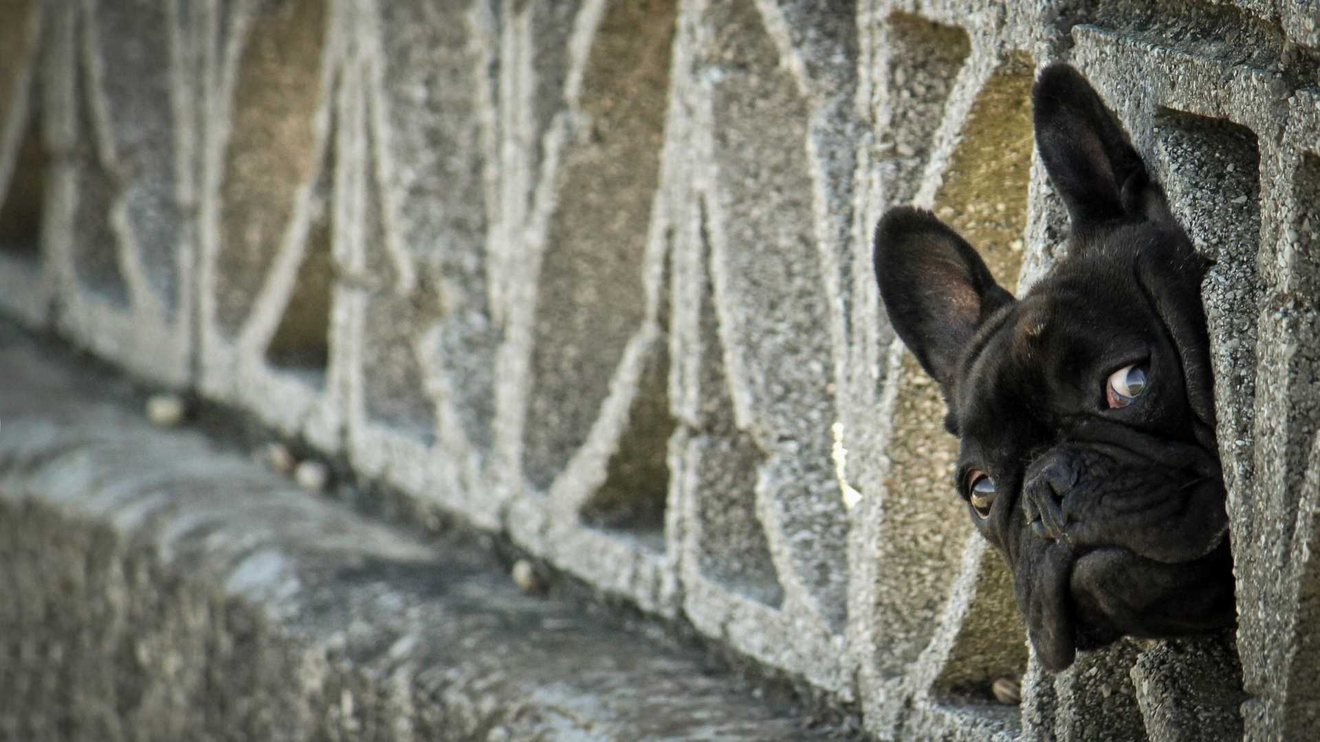 法国斗牛犬图片