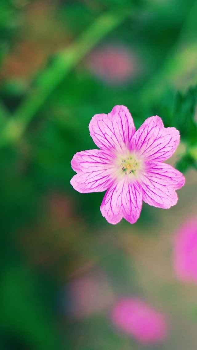 好看的鲜花图片清新淡雅宽屏手机壁纸第一辑