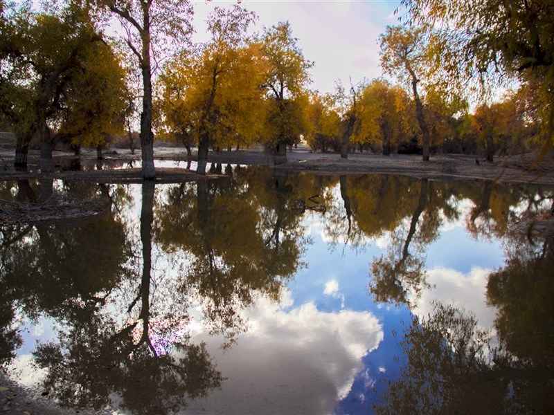 内蒙古额济纳胡杨林风景苹果平板壁纸